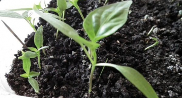 Čím lépe krmit sazenice papriky pro růst doma